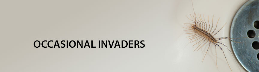 Occasional Invaders