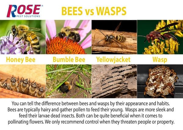 Blog - The difference between bees and wasps