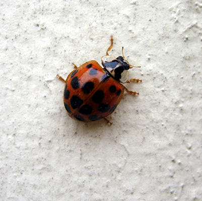 lady bug on wall