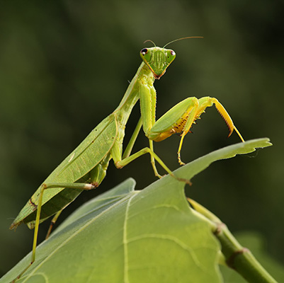 praying mantis on leaf