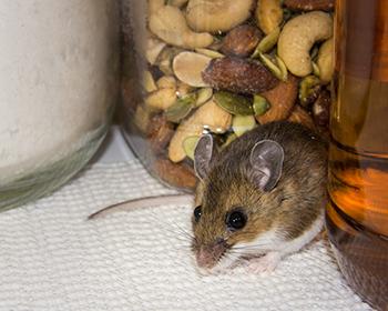 image of house mouse