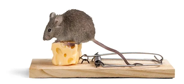 mouse sitting on mousetrap