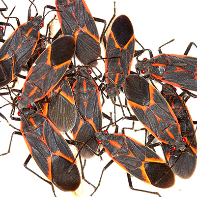 group of box elder bugs