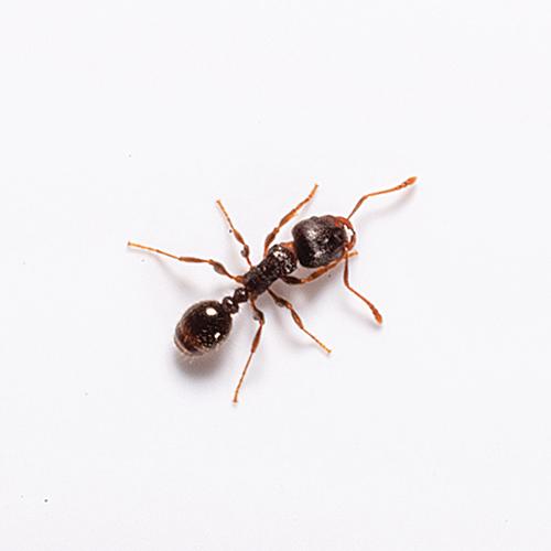 pavement ant