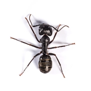 Ants (Carpenter)