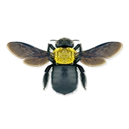 Bees (Carpenter)
