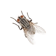 https://cdn.branchcms.com/DkBG7wkGAJ-927/images/pest-id-images/house-fly-ID.webp