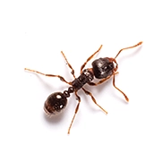 Ants (Small)