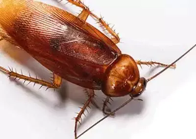 image of cockroach
