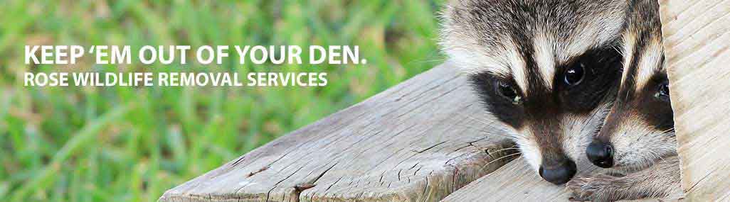 Modern Wildlife Control - Wildlife Removal - Animal Trapping - Indianapolis