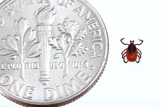 photo of size of deer tick next in comparison to dime