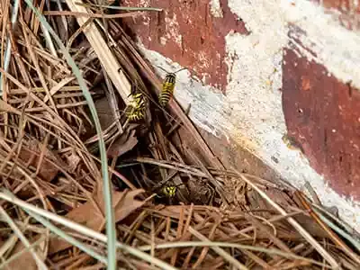 yellowjacket ground nest in mulch near brick wall