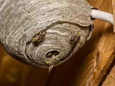 yellowjacket nest under overhang on house