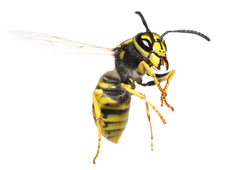 Yellowjackets & Wasps, Ants, Spiders, Fleas, Pantry Pests & More