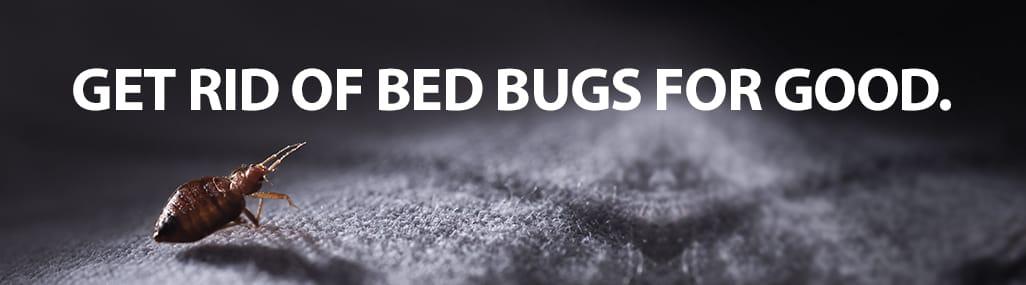 Bed Bug Treatment