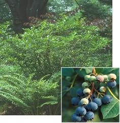 Highbush Blueberry