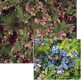 Lowbush Blueberry