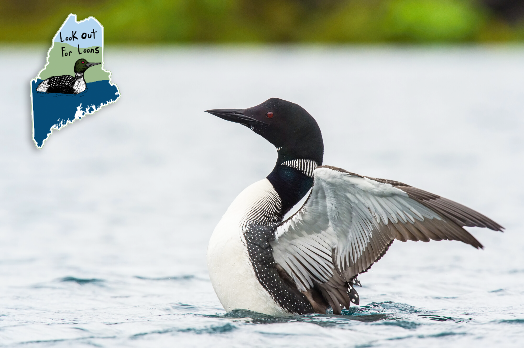 Fish Lead Free - Maine Audubon