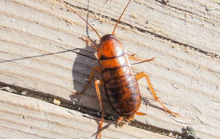 an american cockroach crawling on wood