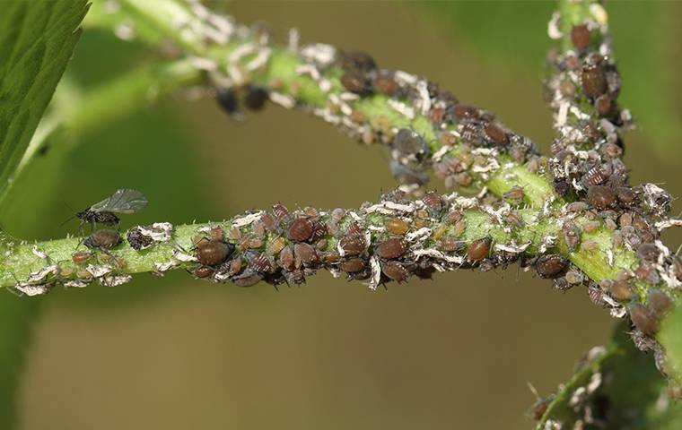 aphids damage to plants