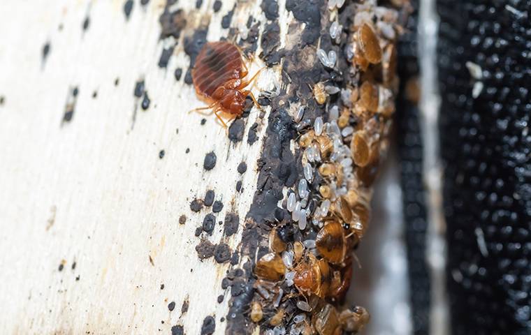 bed bug infestation on bed