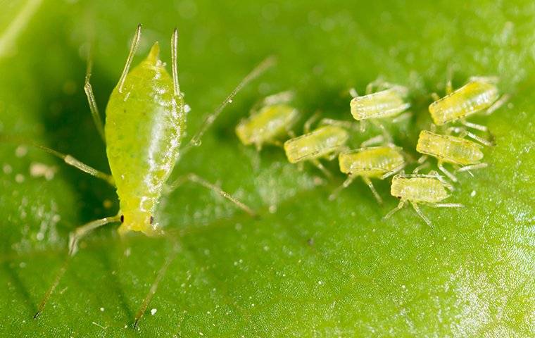 aphids on a green leaf