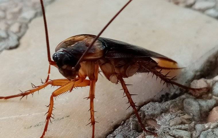 a cockroach crawling outside a home