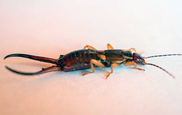up close image of an earwig crawling on a kitchen counter