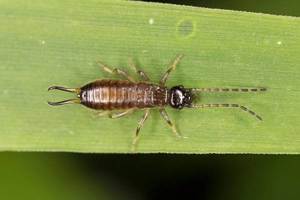 earwig on leaf