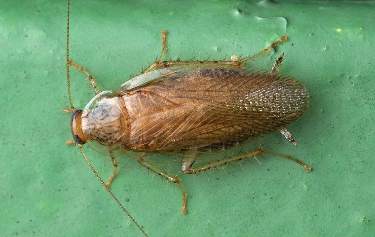 a german cockroach crawling on a basement floor