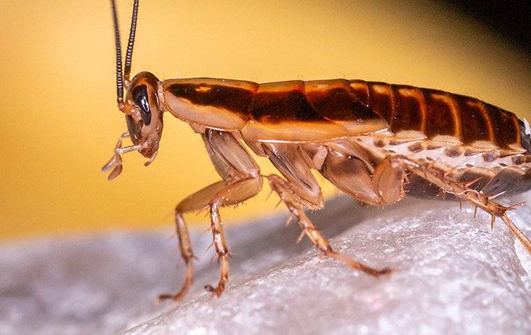 germacn cockroach up close
