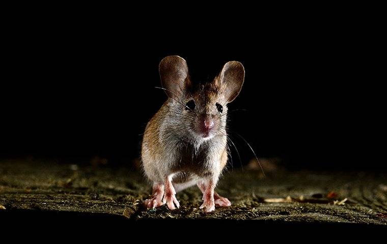 a house mouse inside a home at night
