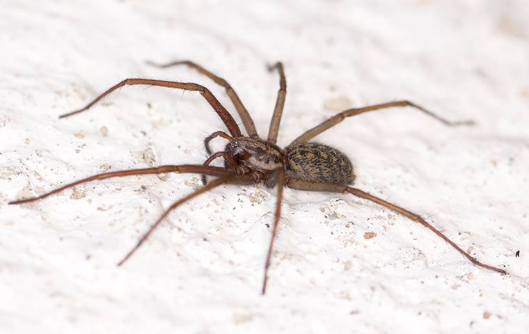a house spider crawling on the floor of a home