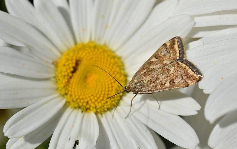 lawn moth on daisy flower