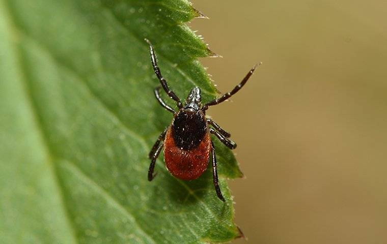 deer tick on a leaf