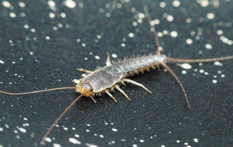 a silverfish on a redding bathroom vanity