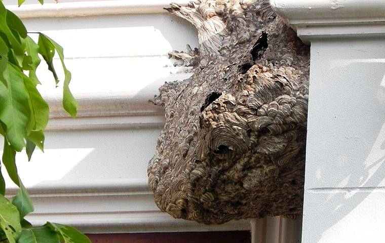 a wasp nest on a house