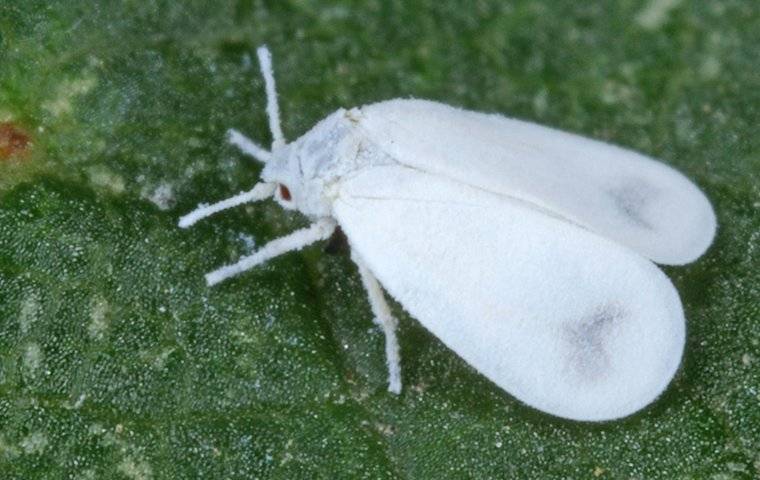 white fly on a leaf
