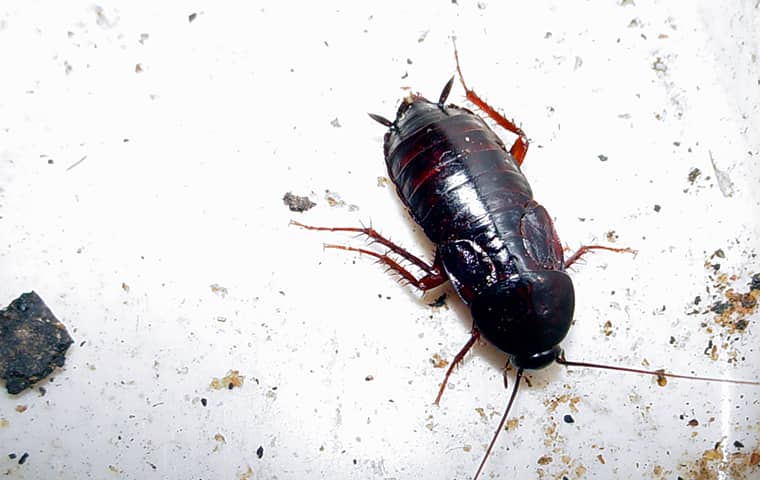 oriental cockroach in a dirty kitchen