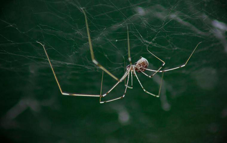 daddy long leg hanging from a web