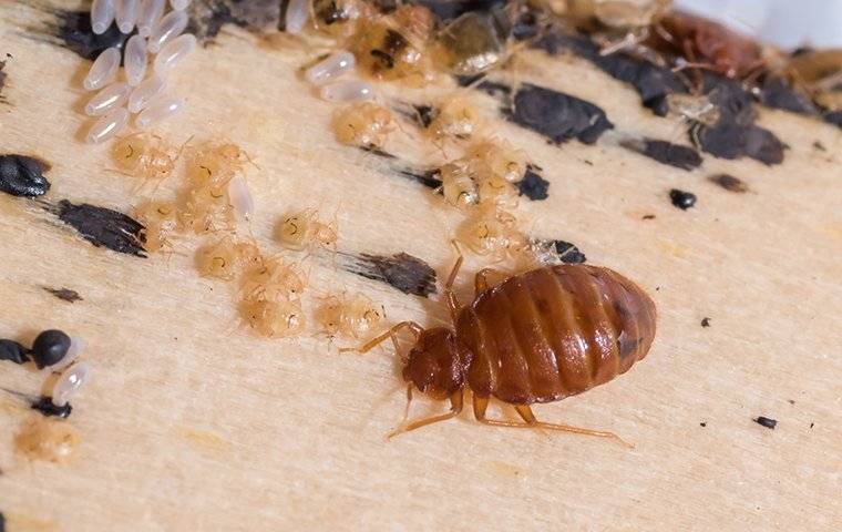 bed bug and larvae on a bed frame
