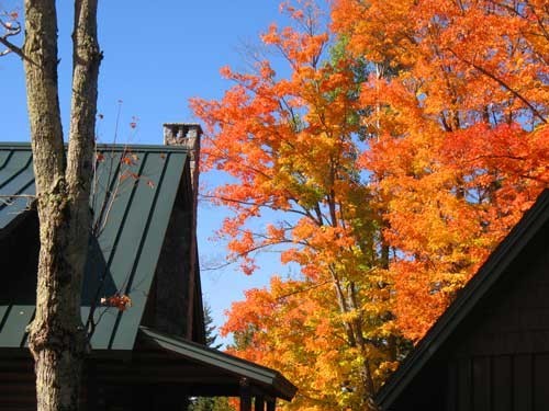 Fall Trees with Roofline