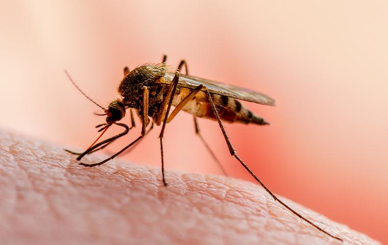 mosquito on human skin