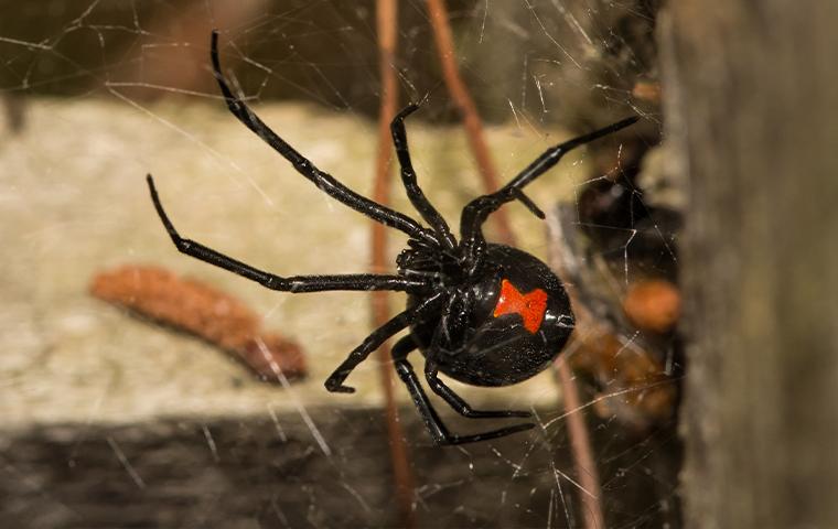 black widow spider in web