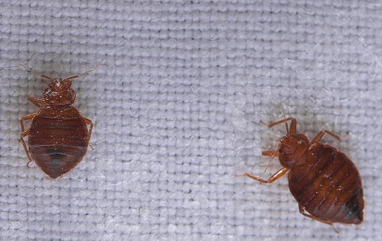 close up of an ant