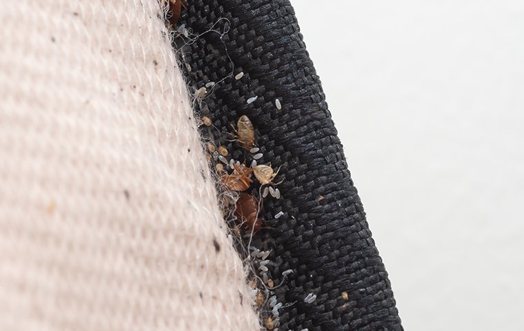 bed bugs on edge of mattress