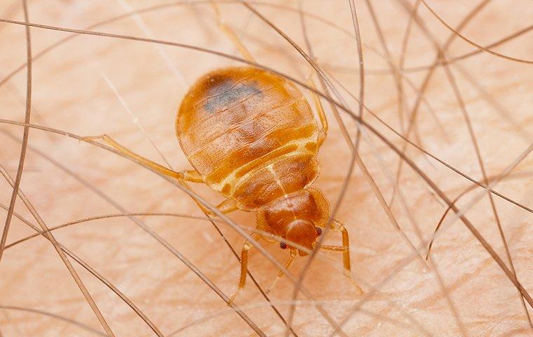 a bed bug biting on human skin