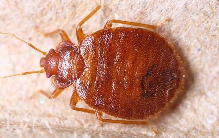 a brown bed bug inside a home