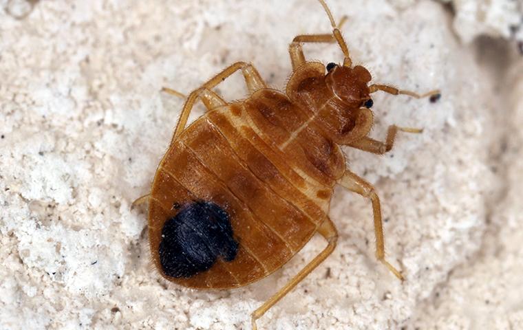 a brown bed bug with a black spot