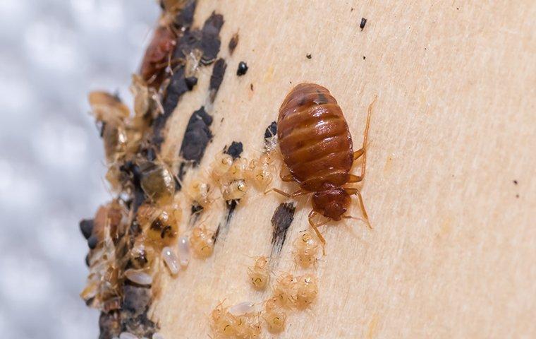 a bed bug infestation